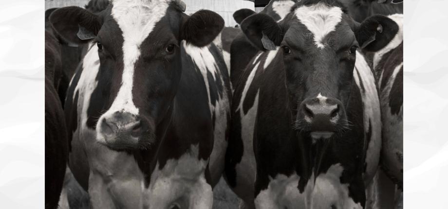 How can the biogas subsidy be used despite the rebound effect?