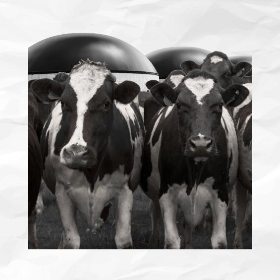 Comment la subvention du biogaz peut-elle être maintenue malgré l'effet rebond ?